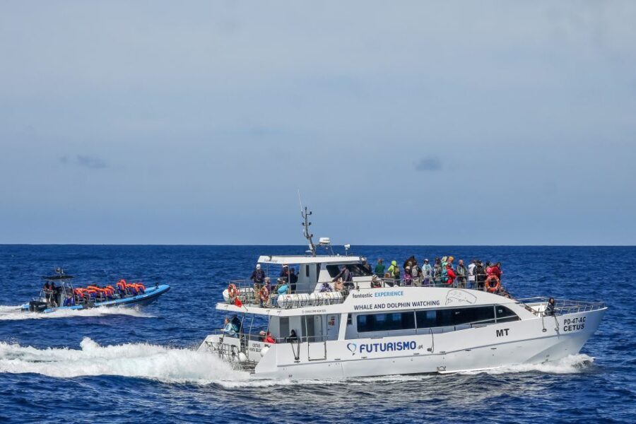 From Ponta Delgada: Whale and Dolphin Watching Trip - Who Will Love This Tour?
