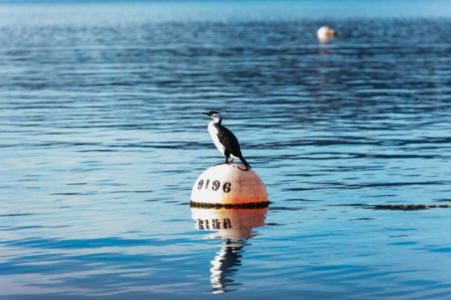 From Port Arthur: Tasman Island Wilderness Cruise - Who Will Love This Tour?