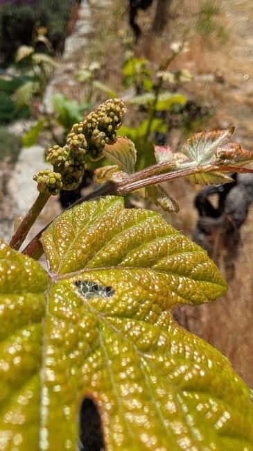 From Porto: 2 Wine Regions, Farm-to-Table Lunch & Boat - What Makes This Tour Special?