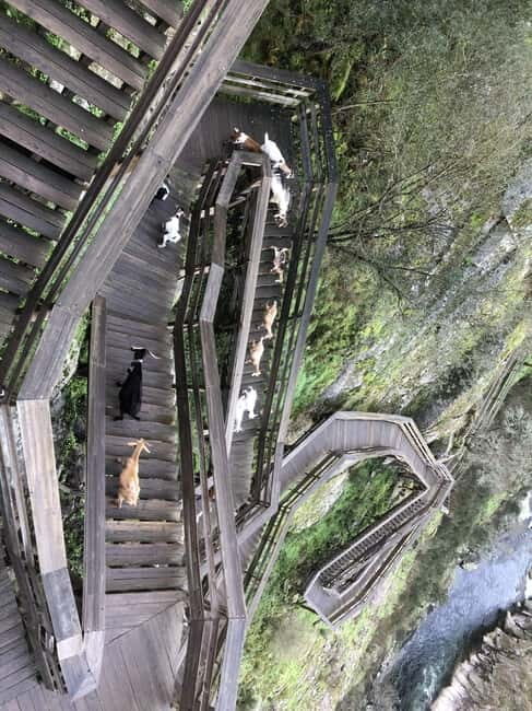 From Porto - Paiva Walkways and Suspension Bridge - The Perfect Fit for Different Travelers
