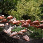 From Puebla: Africam Safari Private Tour all included - An In-Depth Look at the Africam Safari Private Tour