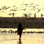 From Puerto Escondido: Birdwatching on a Boat - Exploring the Experience: A Deep Dive into the Lagoon Birdwatching Tour