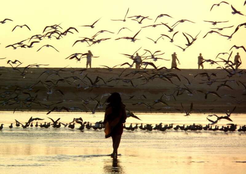 From Puerto Escondido: Birdwatching on a Boat - Exploring the Experience: A Deep Dive into the Lagoon Birdwatching Tour