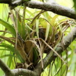 From Puerto Vallarta: 2-Hour Guided Sierra Vallejo Hike - A Closer Look at the Sierra Vallejo Hike Experience