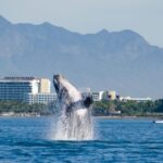 From Puerto Vallarta/Nuevo Vallarta: Whale Watching Cruise - Who Will Love This Tour?