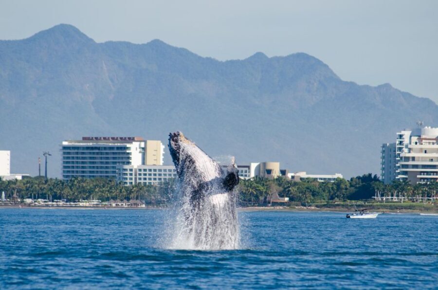 From Puerto Vallarta/Nuevo Vallarta: Whale Watching Cruise - Who Will Love This Tour?