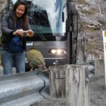 From Queenstown: Milford Sound Premium Day Tour and Cruise - Why This Tour Stands Out