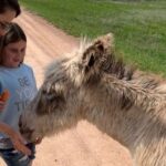 From Rapid City: Custer State Park Private Safari and Hiking - Why This Tour Stands Out