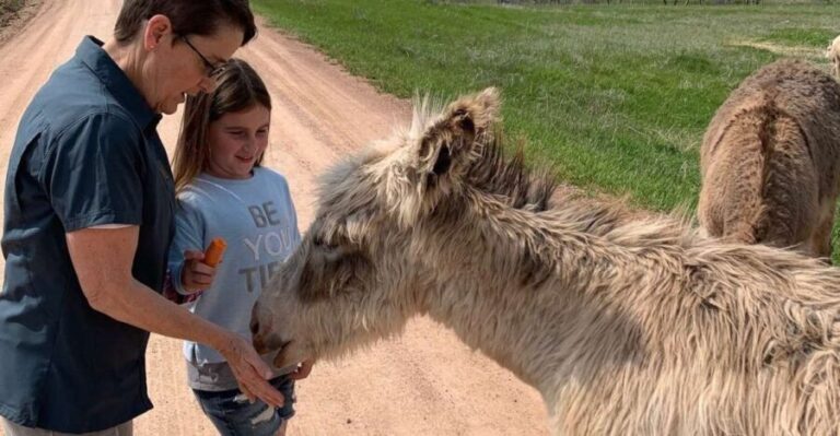 From Rapid City: Custer State Park Private Safari and Hiking - Why This Tour Stands Out