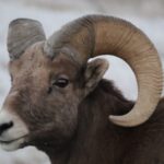 From Rapid City: Epic Badlands Tour and Legendary Wall Drug - Why Choose This Tour?