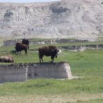 From Rapid City: Sunset, Stars and Silhouettes - FAQ