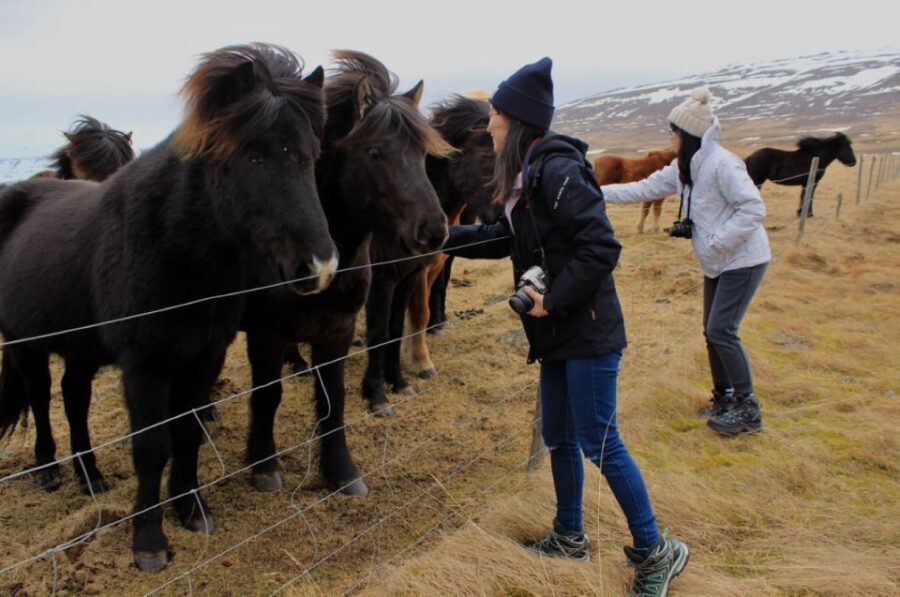 From Reykjavik: 6-Day Small Group Tour of Iceland Summer - The Value and Who It’s For
