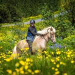 From Reykjavik: Full-Day Horse Riding & Golden Circle Tour - Final Thoughts
