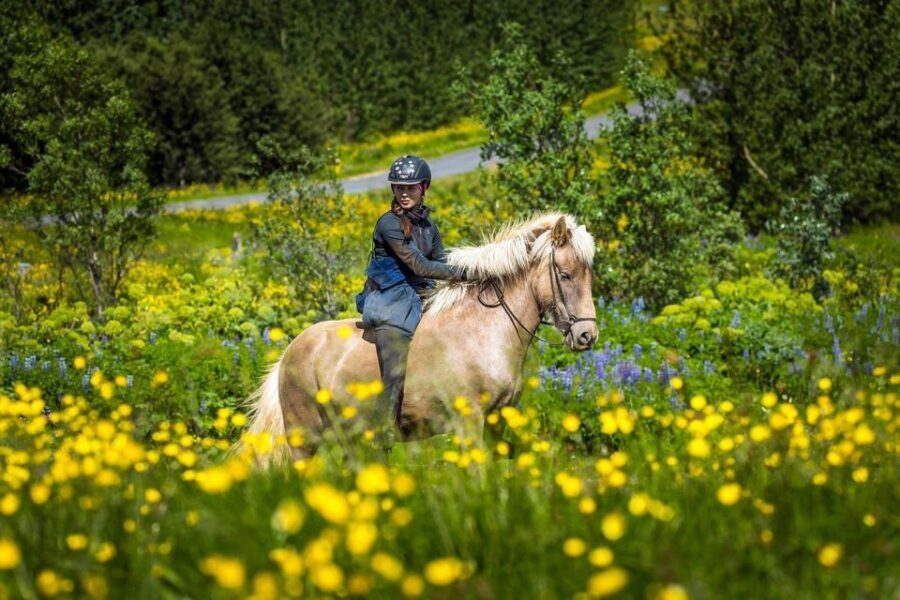 From Reykjavik: Full-Day Horse Riding & Golden Circle Tour - Final Thoughts