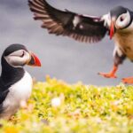 From Reykjavik: Puffin and Volcano Tour in Westman Islands - An In-Depth Look at the Westman Islands Tour