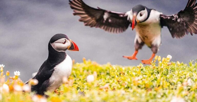 From Reykjavik: Puffin and Volcano Tour in Westman Islands - An In-Depth Look at the Westman Islands Tour