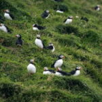 From Reykjavik: Vestmannaeyjar Islands Day Trip - Who Should Consider This Tour?