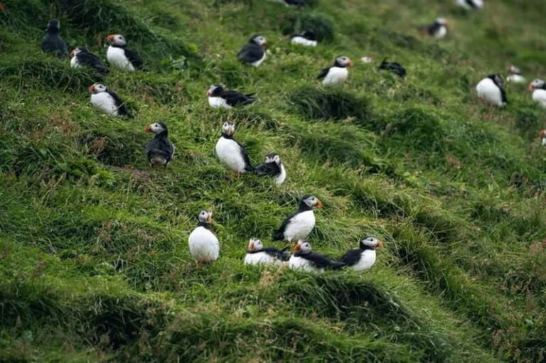 From Reykjavik: Vestmannaeyjar Islands Day Trip - Who Should Consider This Tour?