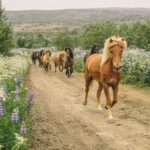 From Reykjavík: Viking Horseback Tour in Hafnarfjörður - Why Choose This Tour?