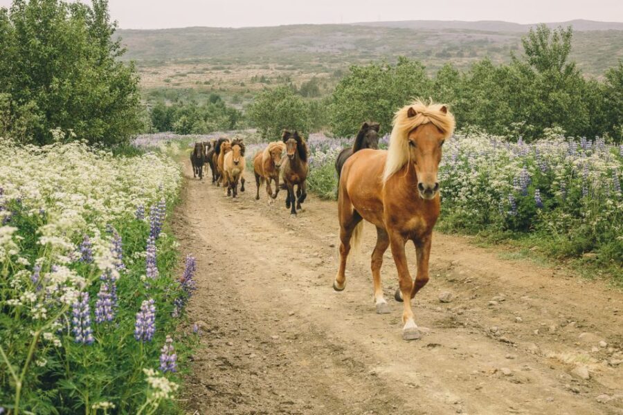 From Reykjavík: Viking Horseback Tour in Hafnarfjörður - Why Choose This Tour?