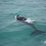 From Reykjavik: Whale Watching Tour - The Sum Up: Why Choose This Whale Watching Tour?