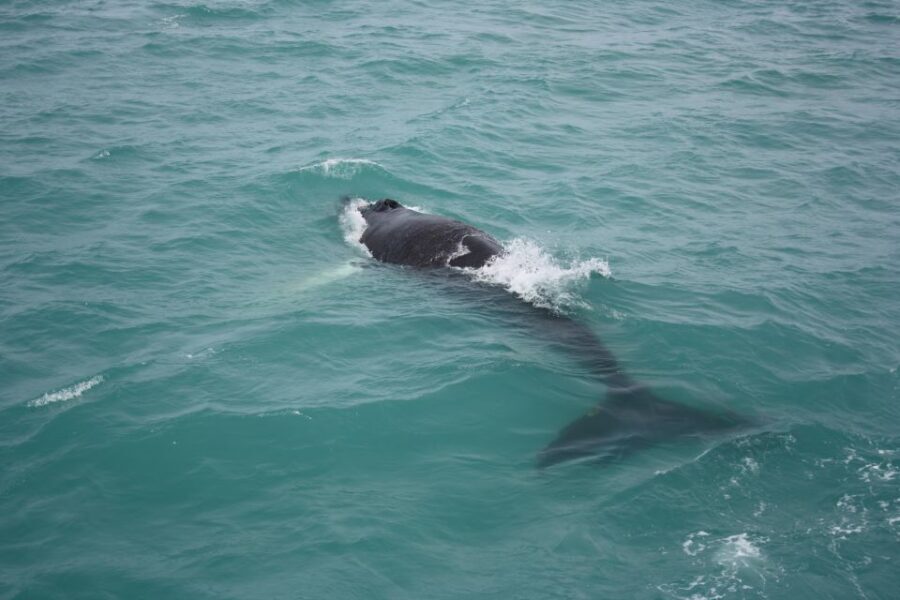 From Reykjavik: Whale Watching Tour - The Sum Up: Why Choose This Whale Watching Tour?