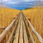From Riga: Best of Kemeri National Park In One Day - An In-Depth Look at the Kemeri National Park Tour