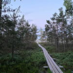 From Riga: Kemeri Bog & Seaside Jurmala - Who Will Love This Tour?