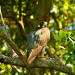 From Riviera Maya : Sian Ka'an Muyil Birdwatching with Guide - An In-Depth Look at the Sian Kaan Muyil Birdwatching Tour