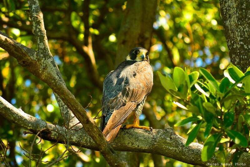 From Riviera Maya : Sian Ka'an Muyil Birdwatching with Guide - An In-Depth Look at the Sian Kaan Muyil Birdwatching Tour