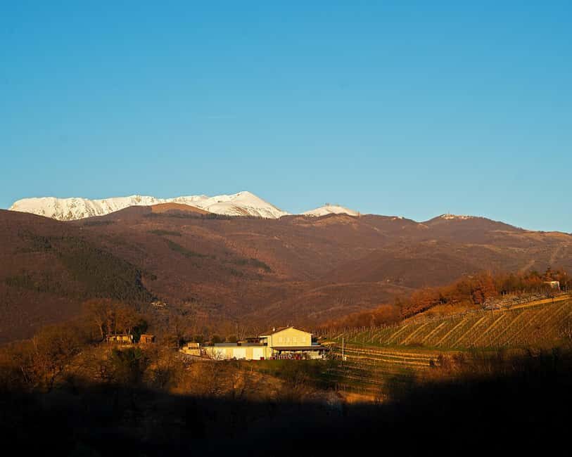 From Rome: Cantina Le Macchie Winery Tour and Tasting - Final Thoughts: Who Is This Tour Best For?