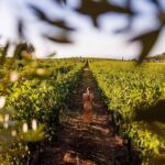 From Rome to the Castles: Private 3-Hour Wine Tasting Tour - From Rome to the Castles: Private 3-Hour Wine Tasting Tour
