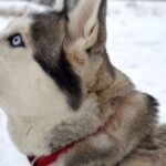 From Rovaniemi: 5km passenger Husky Sleigh Ride - Who Will Enjoy This Tour?