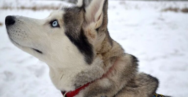 From Rovaniemi: 5km passenger Husky Sleigh Ride - Who Will Enjoy This Tour?