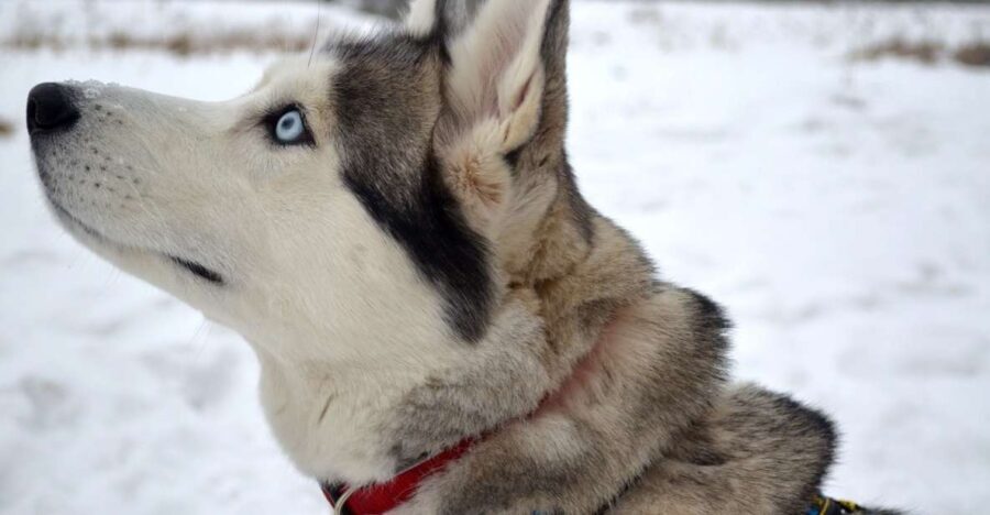 From Rovaniemi: 5km passenger Husky Sleigh Ride - Who Will Enjoy This Tour?