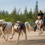 From Rovaniemi: Autumn Husky Safari Adventure - The Sum Up