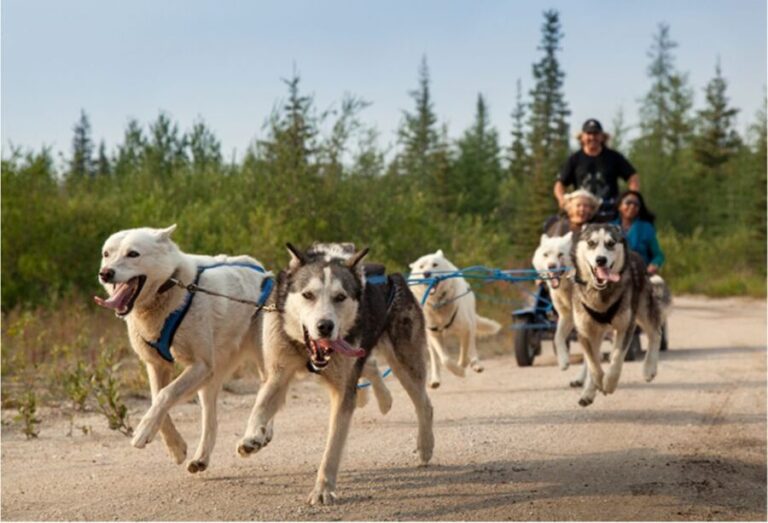 From Rovaniemi: Autumn Husky Safari Adventure - The Sum Up