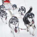 From Rovaniemi: Husky and Reindeer farm with sled ride - The Bottom Line