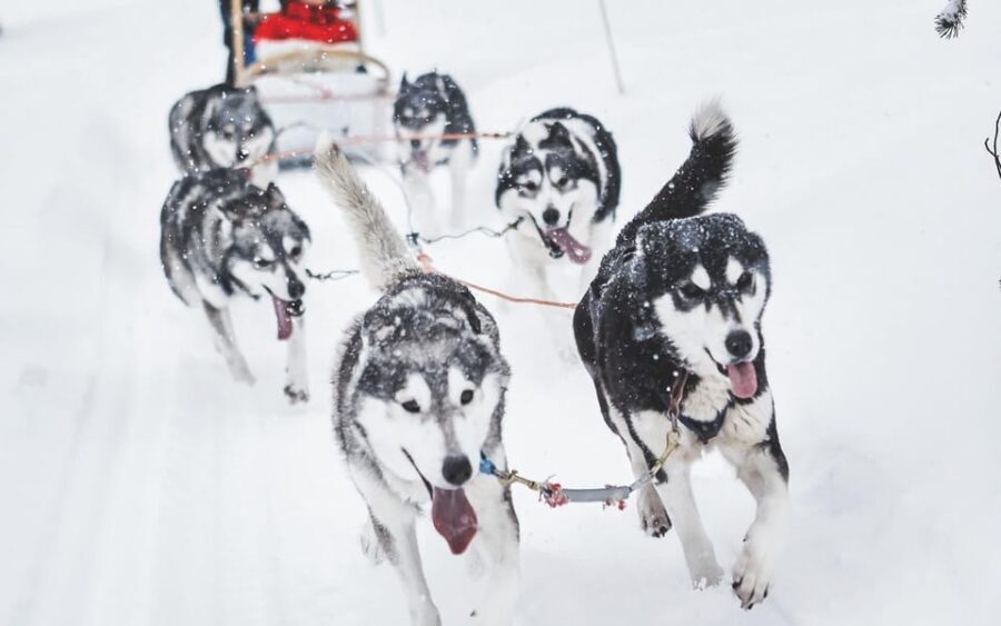 From Rovaniemi: Husky and Reindeer farm with sled ride - The Bottom Line