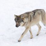 From Rovaniemi: Ranua Wildlife Park Experience - FAQ