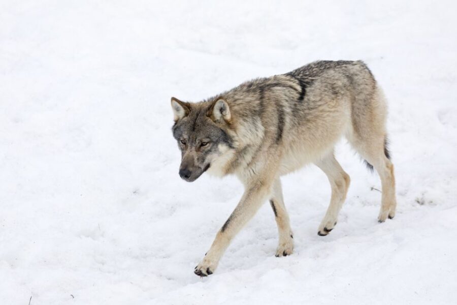 From Rovaniemi: Ranua Wildlife Park Experience - FAQ
