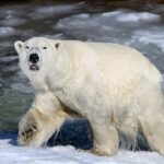 From Rovaniemi: Tour to Ranua Wildlife Park - The Experience in Detail