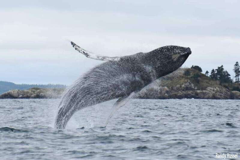 From Saint John: Saint Andrews Whale Watching Tour