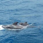 From San Juan beach : Marine Life Cruise - A detailed look at what to expect on this marine adventure