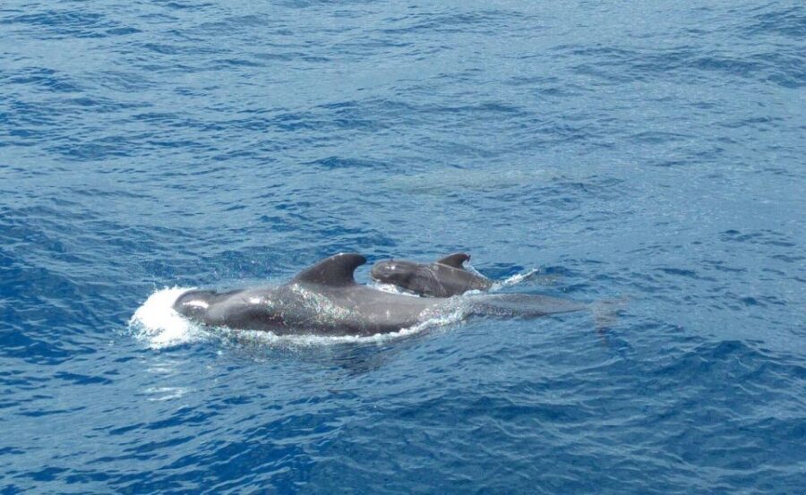 From San Juan beach : Marine Life Cruise - A detailed look at what to expect on this marine adventure