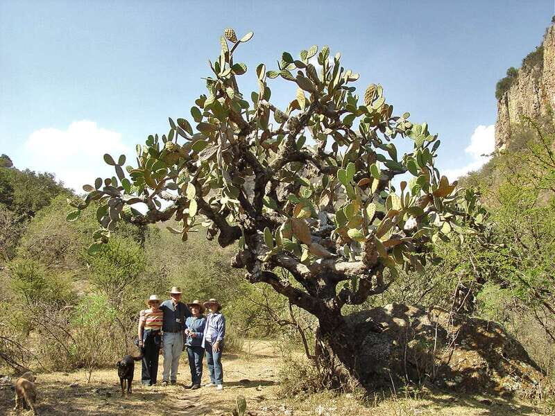 From San Miguel de Allende: Hiking in the Canyon with Lunch - The Real Value of This Tour