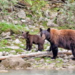 From Seattle: Canadian Rockies 7Day National Parks Tour - Why This Tour Offers Great Value