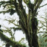 From Seattle: Twilight Forks Washington Tour - Final Thoughts