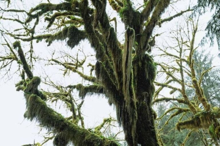 From Seattle: Twilight Forks Washington Tour - Final Thoughts