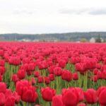 From Seattle:Tulip Festival at Skagit Valley and La Conner - An In-Depth Look at the Skagit Valley Tulip Festival from Seattle